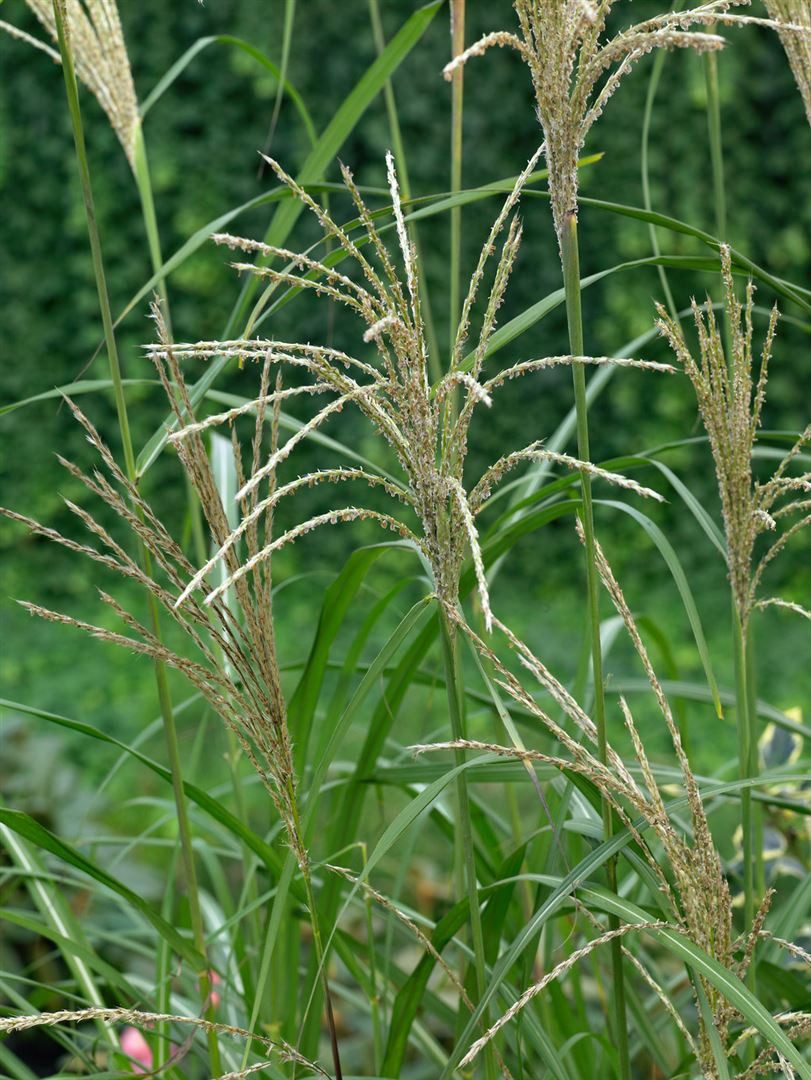 Pflanzen für Dich Gräser Miscanthus sin. 'Silberfeder', 1 St., Chinaschilf, Silberfeder-Chinaschilf, silbrig, herbstblühend