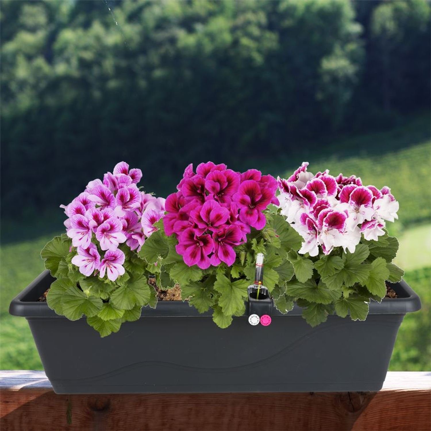 Plastkon Blumenkasten Blumenkasten anthrazit 59cm mit Bewässerung Balkonkasten Pflanzkasten