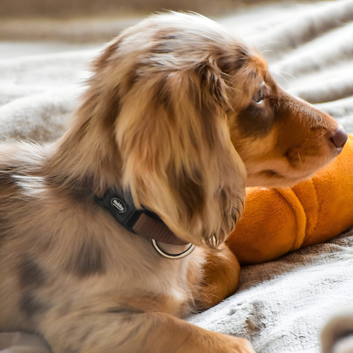 Nobby Hunde-Halsband Halsband Classic braun