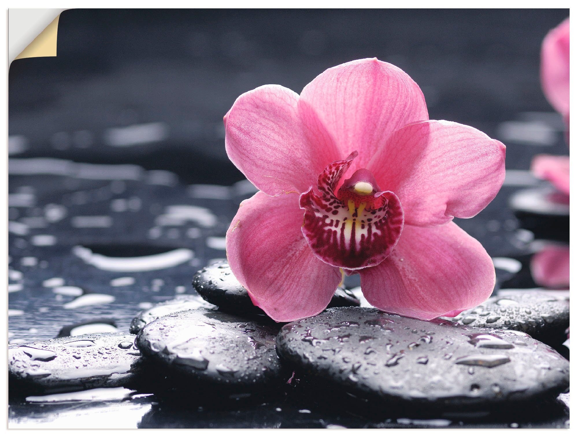 Orchidee, als und Wandbild (1 Poster Blumen oder Größen Wandaufkleber Kiesel Leinwandbild, einer in versch. St), Alubild, mit Artland Stillleben