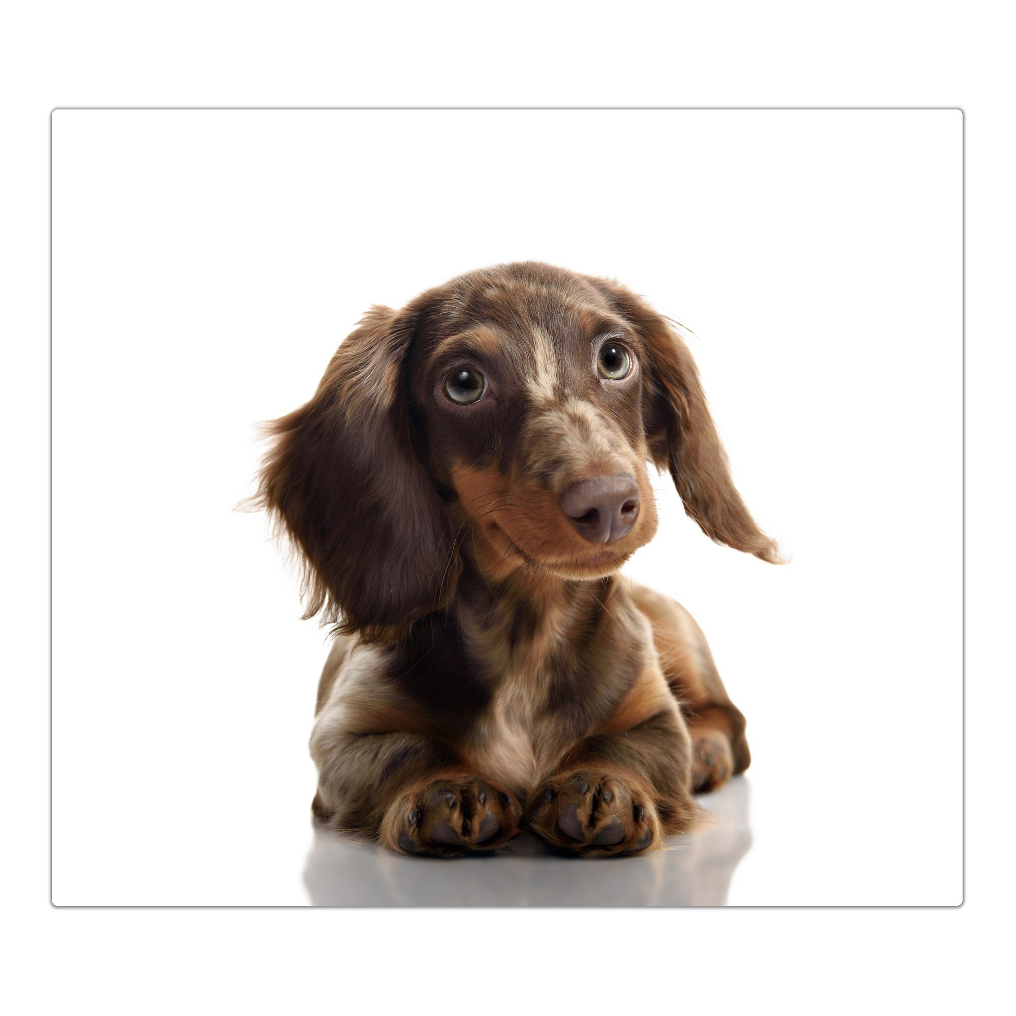 Primedeco Herd-Abdeckplatte Herdabdeckplatte Spritzschutz aus Glas Portrait brauner Hund, Glas, (1 tlg)