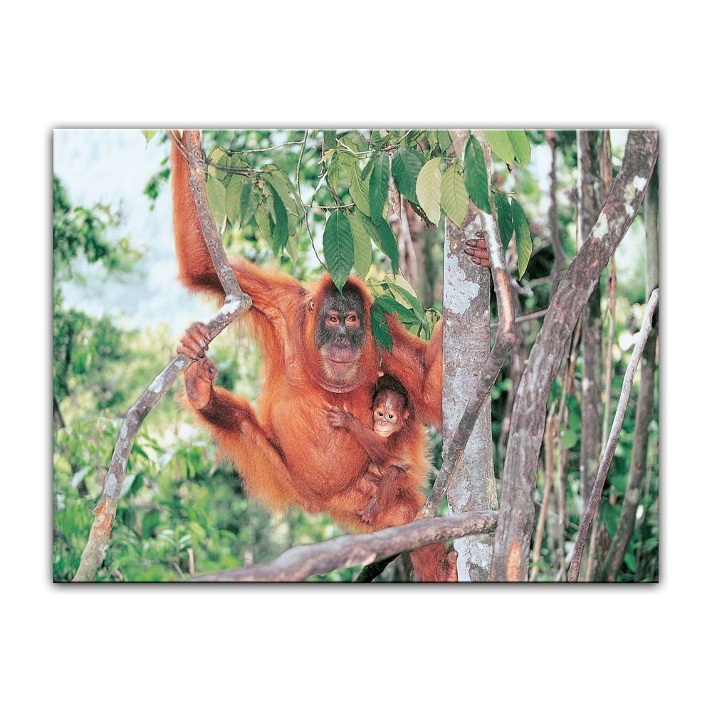Bilderdepot24 Leinwandbild, Leinwandbild - Orang-Utan