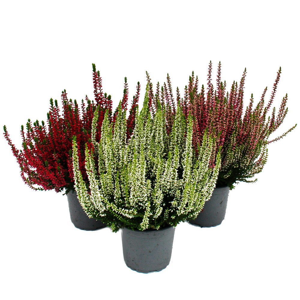 Exotenherz Beetpflanze Calluna vulgaris 3er Set Besenheide Heidepflanze win günstig online kaufen