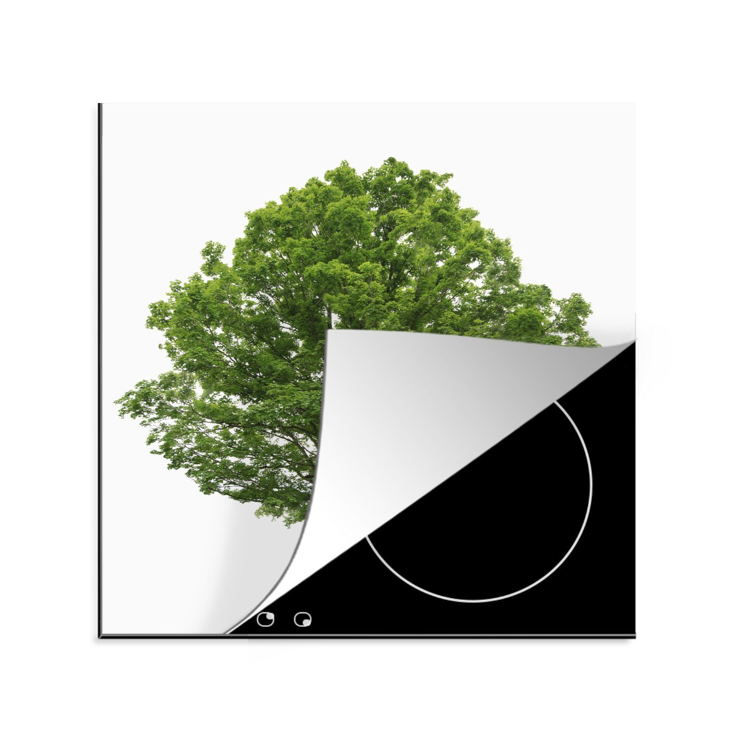 Ahornbaum MuchoWow Herdblende-/Abdeckplatte (1 für küche tlg), cm, Arbeitsplatte weißem 78x78 Hintergrund, auf Ceranfeldabdeckung, Vinyl,