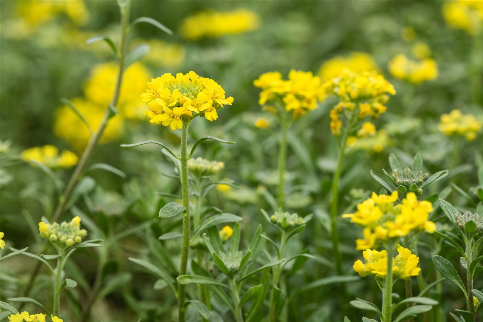 Pflanzen für Dich Staude Alyssum mont. Berggold, 1 St., Berg-Steinkraut, Felsen-Steinkraut