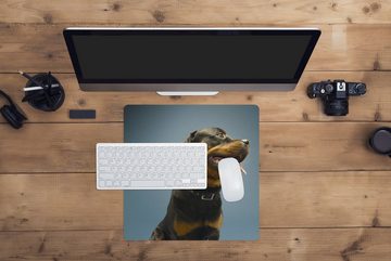 MuchoWow Gaming Mauspad Studiofoto eines Rottweilers auf blauem Hintergrund (1-St), Mousepad mit Rutschfester Unterseite, Gaming, 40x40 cm, XXL, Großes
