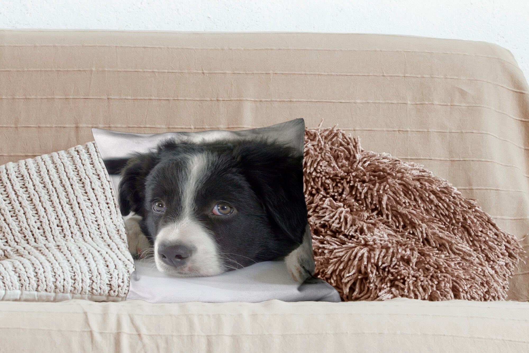 Collie Boden, Dekokissen MuchoWow Zierkissen Wohzimmer, Deko, Füllung mit Ein dem für liegt auf Sofakissen Border Schlafzimmer,