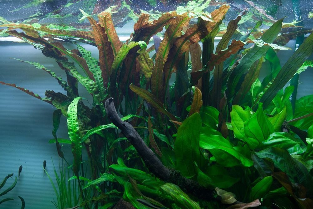 Aquaone Wasserpflanze Aquarium Pflanze Cryptocoryne usteriana Nr.120 günstig online kaufen