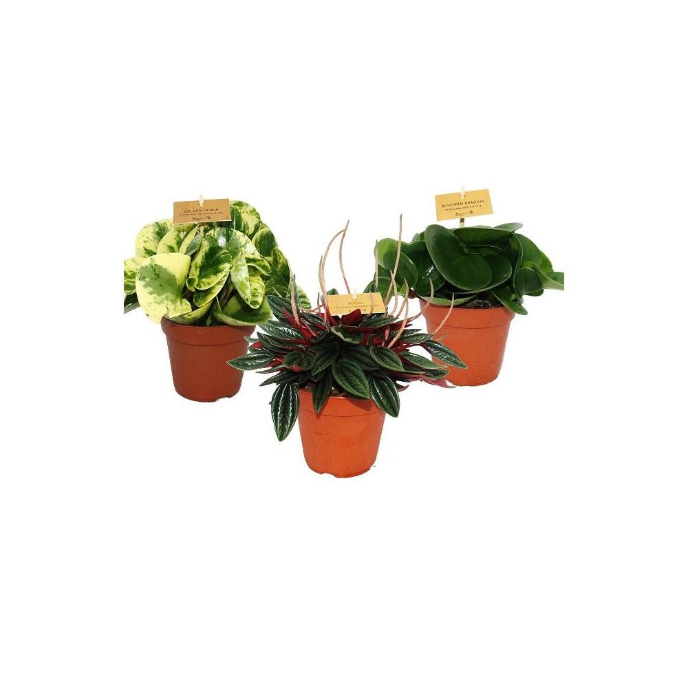 Exotenherz Kaktus Zwergpfeffer-3er Set, Peperomia, Eden-Mix, 3 Pflanzen im 12cm Topf