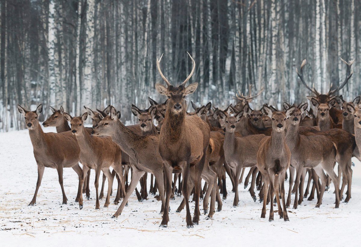 Papermoon Fototapete Hirsche im Schnee Wald
