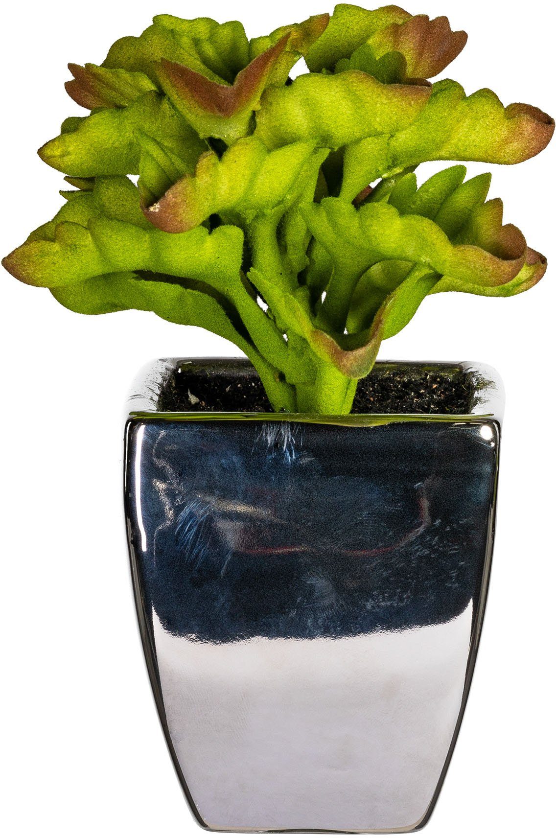 Kunstpflanze Loreen Sukkulente, Leonique, Höhe 13 cm, im Topf, 3er Set