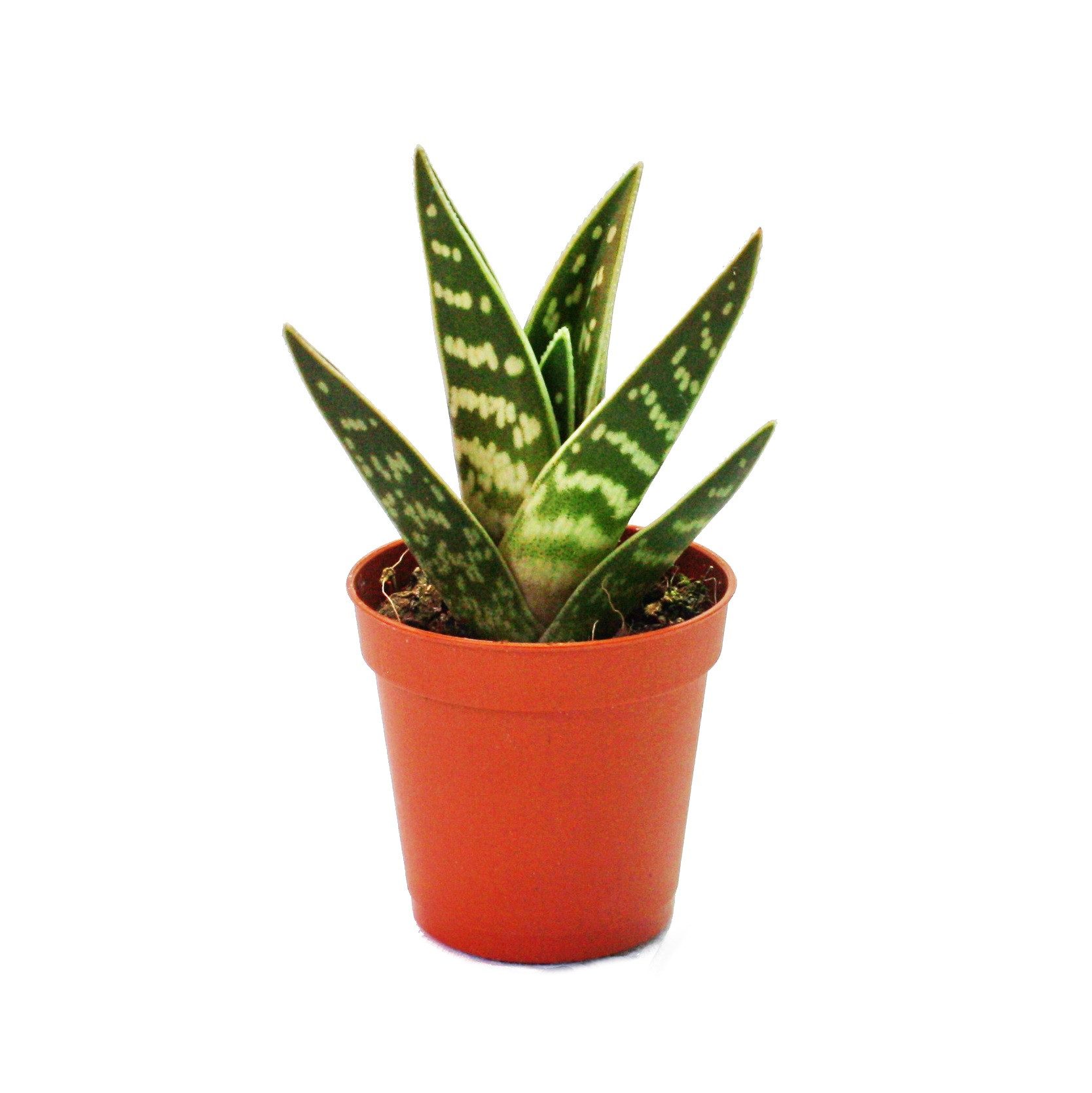 Exotenherz Kaktus Aloe variegata - Tiger-Aloe - kleine Pflanze im 5,5cm Topf