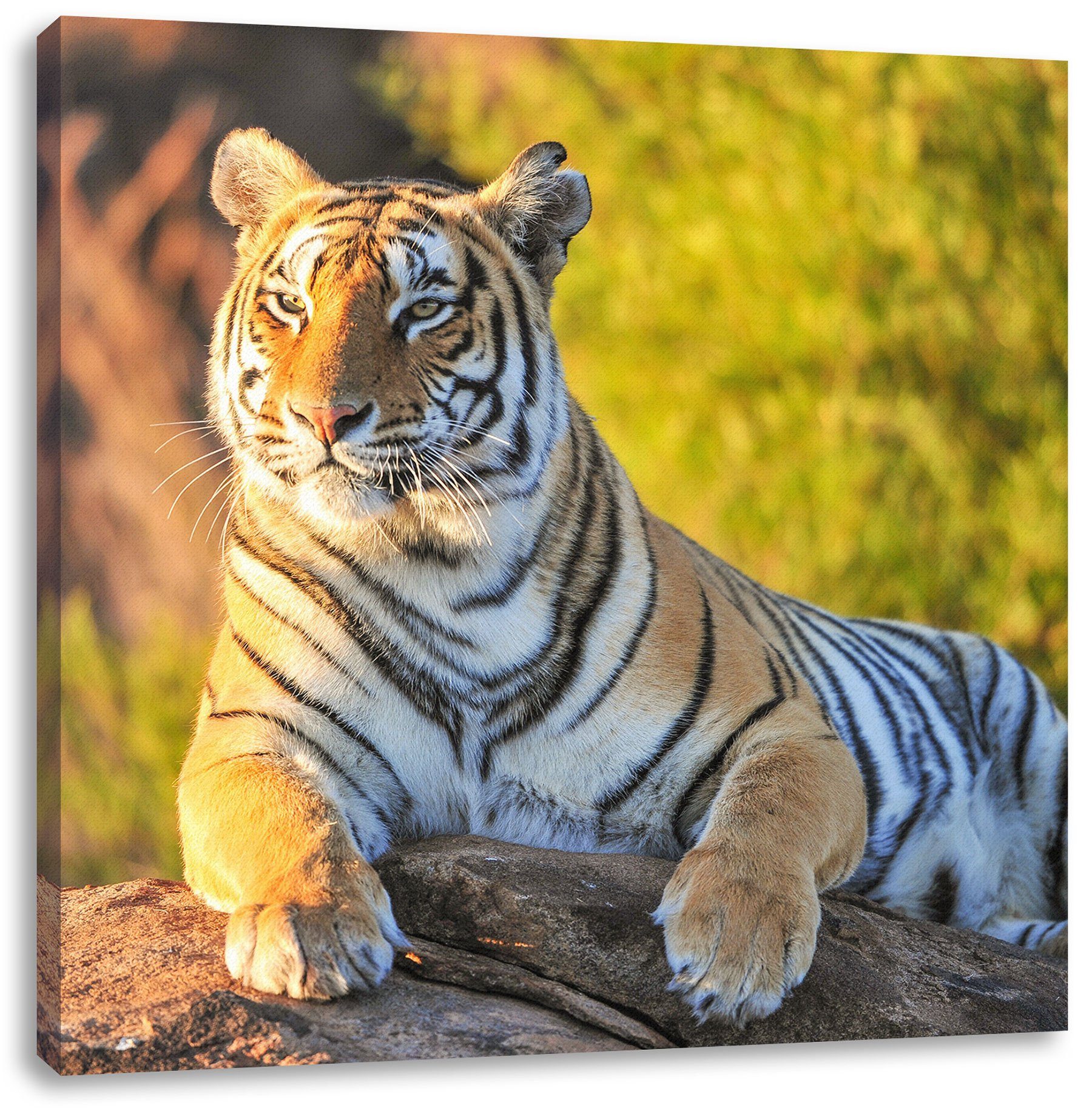 Pixxprint Leinwandbild Stolzer Tiger, Stolzer Tiger (1 St), Leinwandbild fertig bespannt, inkl. Zackenaufhänger