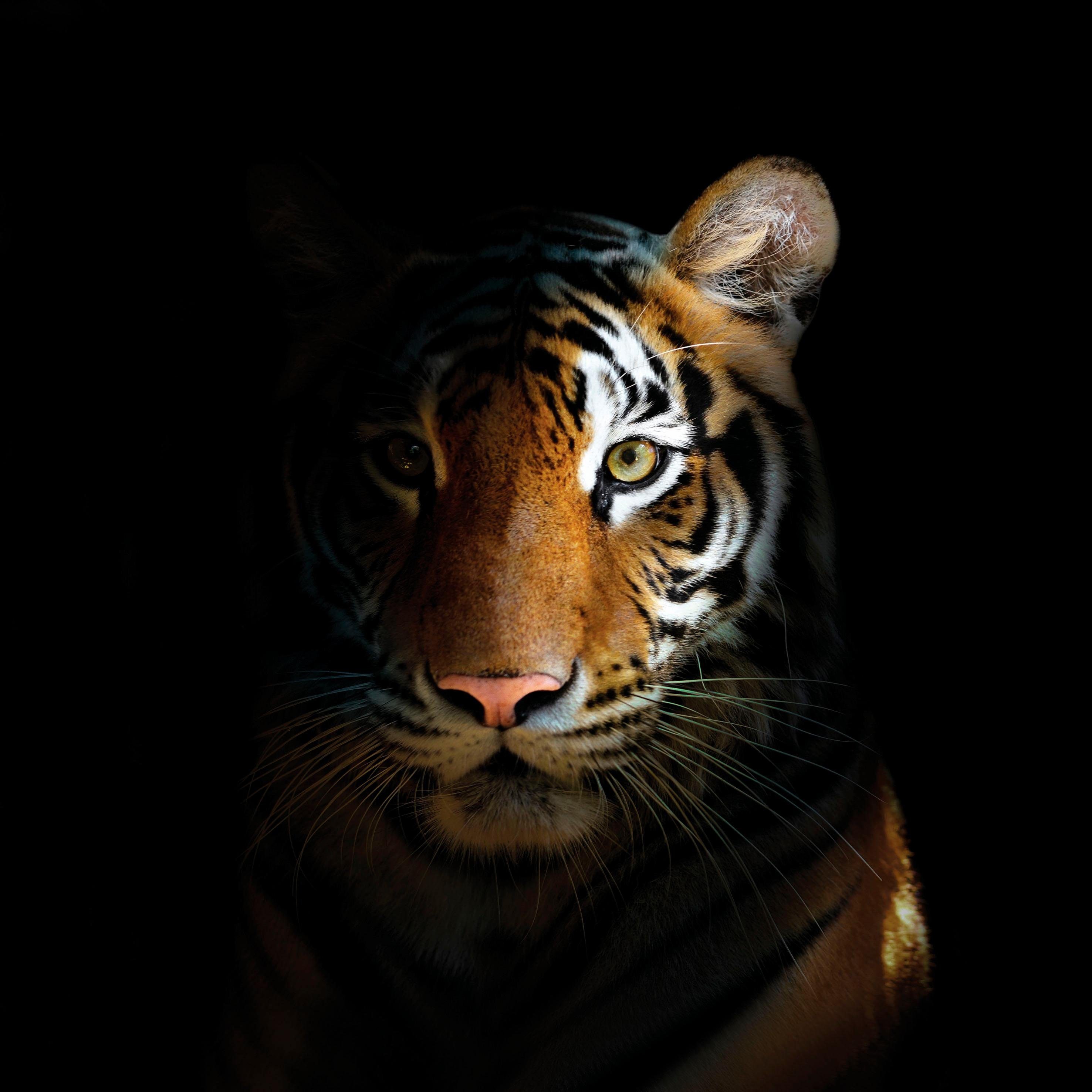 かっこいい虎の高画質画像な壁紙まとめ 強そうな姿にホレボレ 写真まとめサイト Pictas