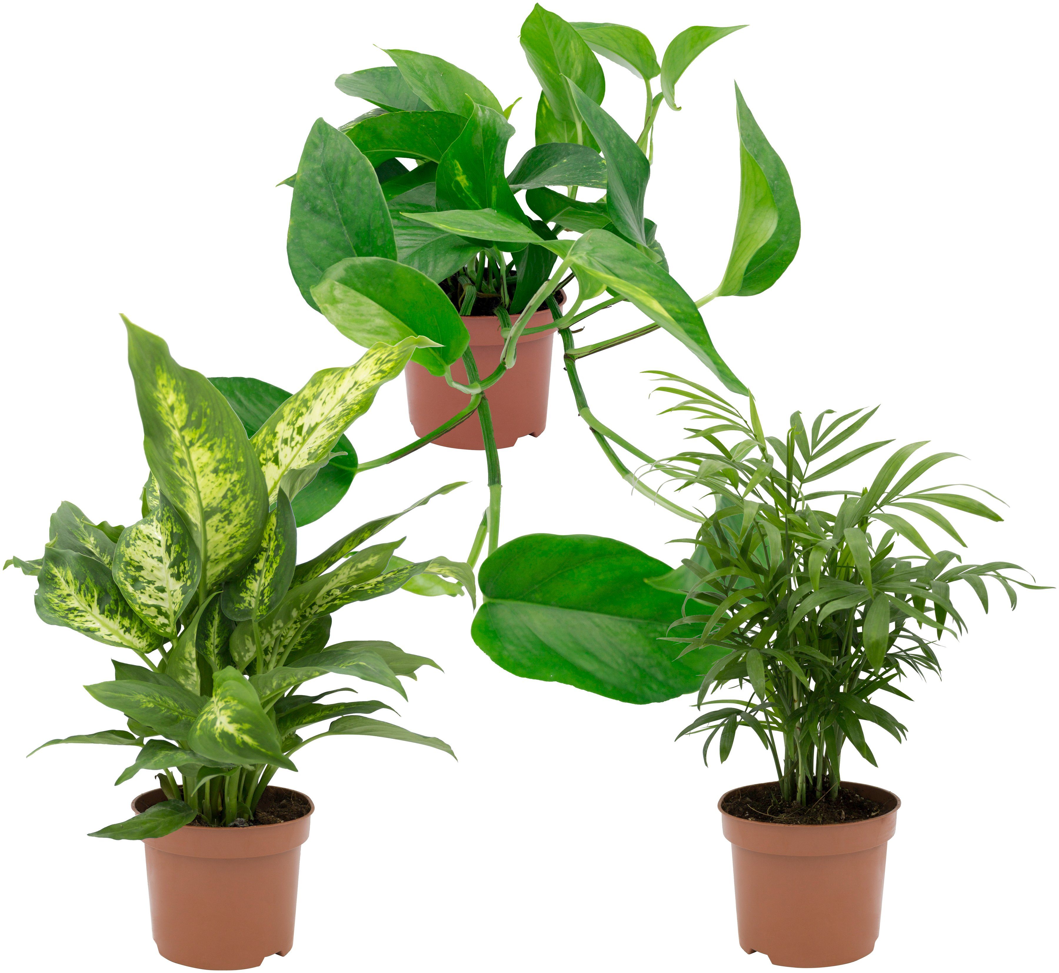Zimmerpflanze »GrünpflanzenSet«, Höhe 30 cm, 3 Pflanzen online kaufen