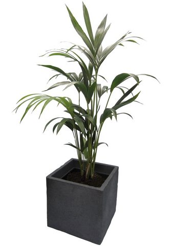 DOMINIK Zimmerpflanze »Kentia-Palme&laqu...