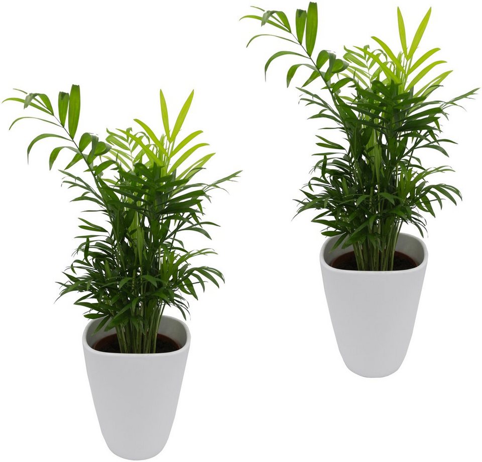 DOMINIK Zimmerpflanze »Palmen-Set«, Höhe: 30 cm, 2 Pflanzen in Dekotöpfen online kaufen | OTTO DOMINIK Zimmerpflanze »Palmen-Set«, Höhe: 30 cm, 2 Pflanzen in Dekotöpfen online kaufen | OTTO