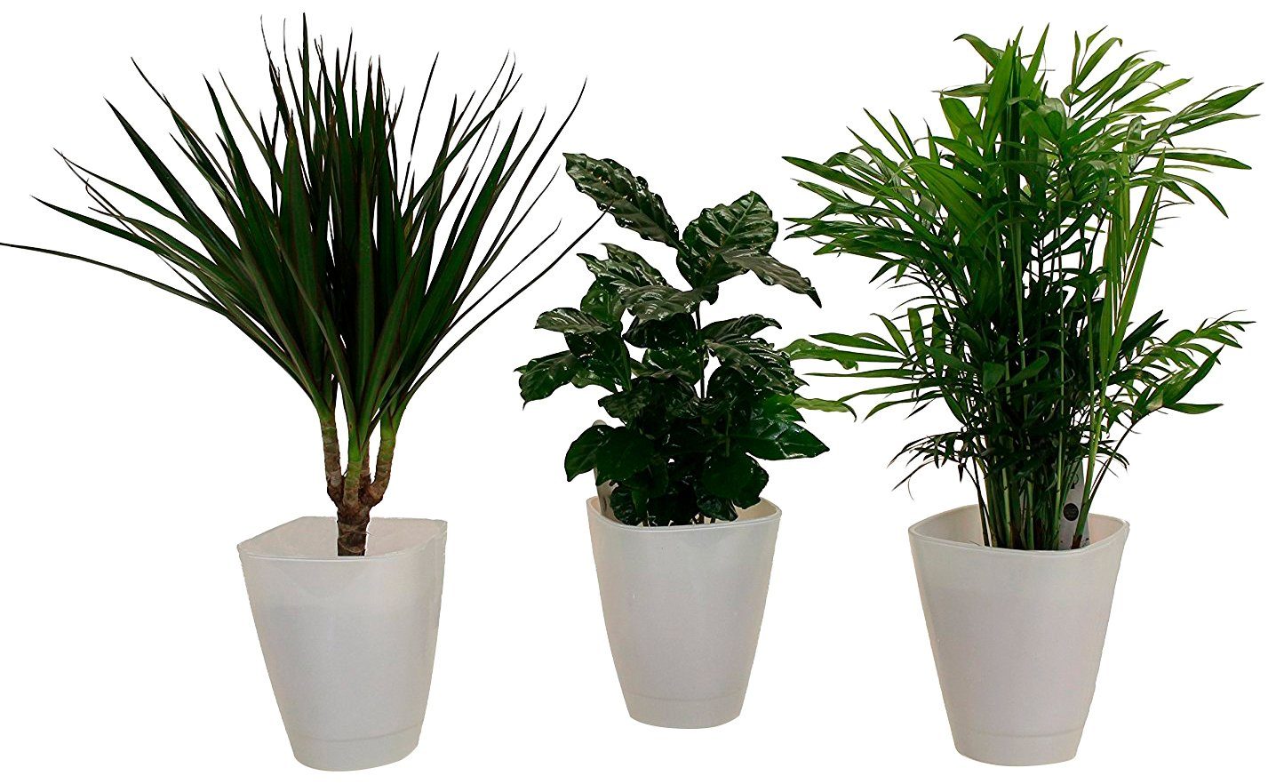 DOMINIK Zimmerpflanze »Palmen-Set«, Höhe: 30 cm, 3 ...