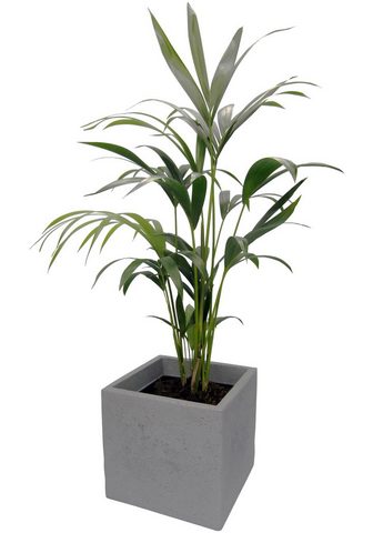 DOMINIK Zimmerpflanze »Kentia-Palme&laqu...