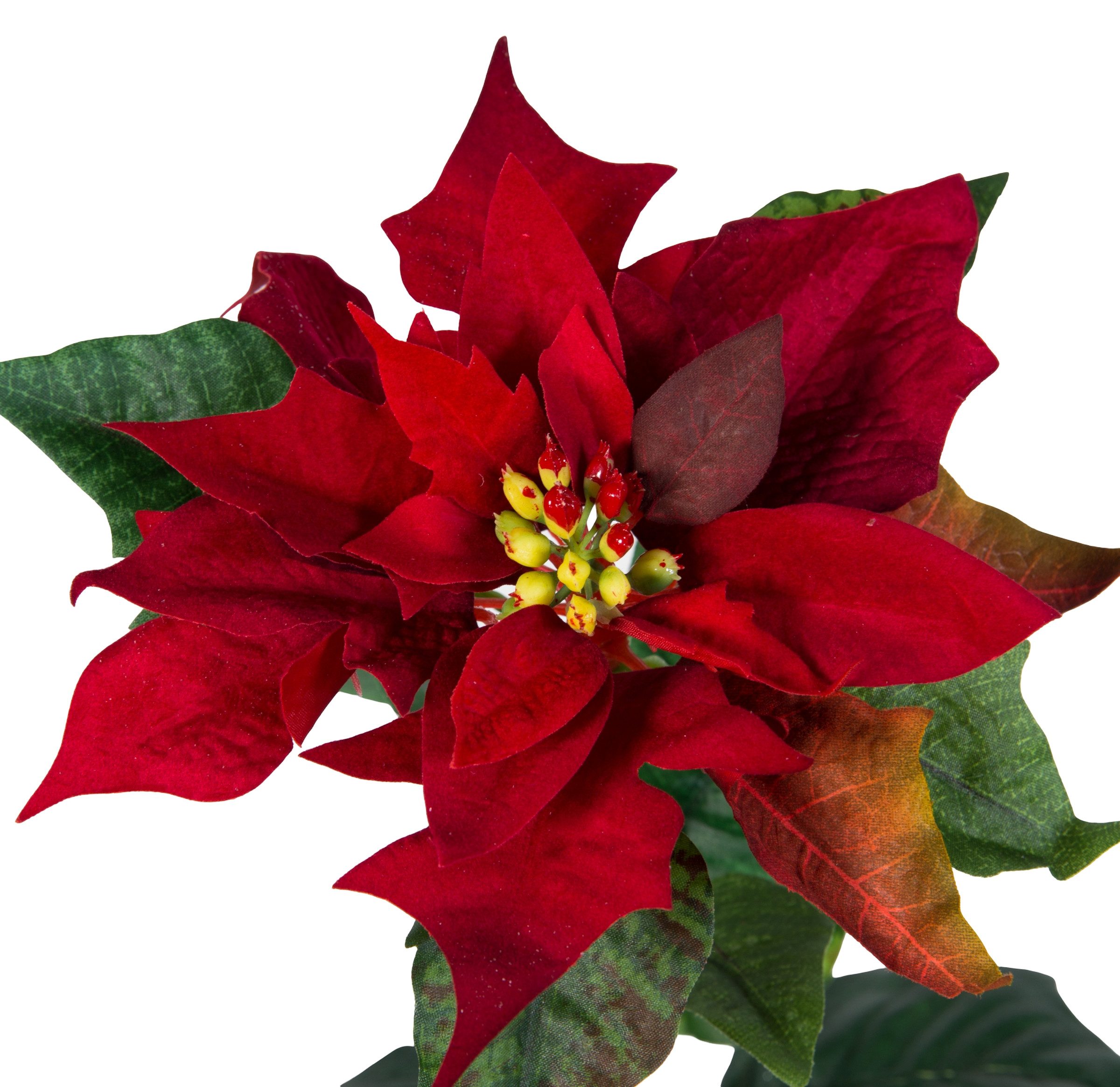 Kunstblume Weihnachtsstern Natura 72cm samt-rot PM Dekoblume künstliche Blumen Poinsettie, Seidenblumen Roß, Höhe 72 cm, Größe: 72x20cm – Bild 4 von 4