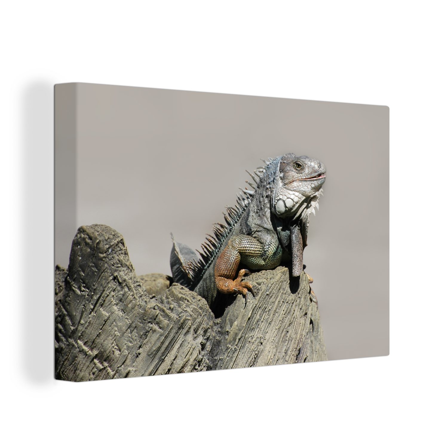 OneMillionCanvasses® Leinwandbild Leguane sitzen auf einem Felsen, (1 St), Wandbild Leinwandbilder, Aufhängefertig, Wanddeko, 30x20 cm