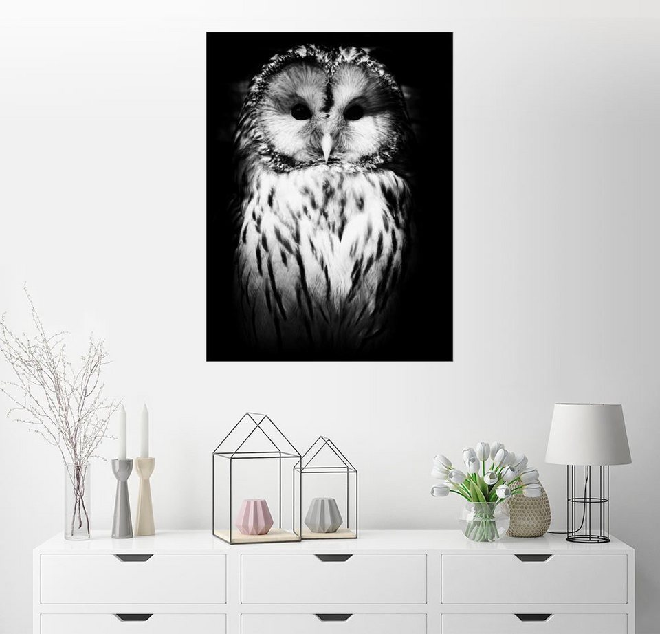 Posterlounge Wandbild Nova Art »Eule« kaufen OTTO Posterlounge Wandbild Nova Art »Eule« kaufen OTTO