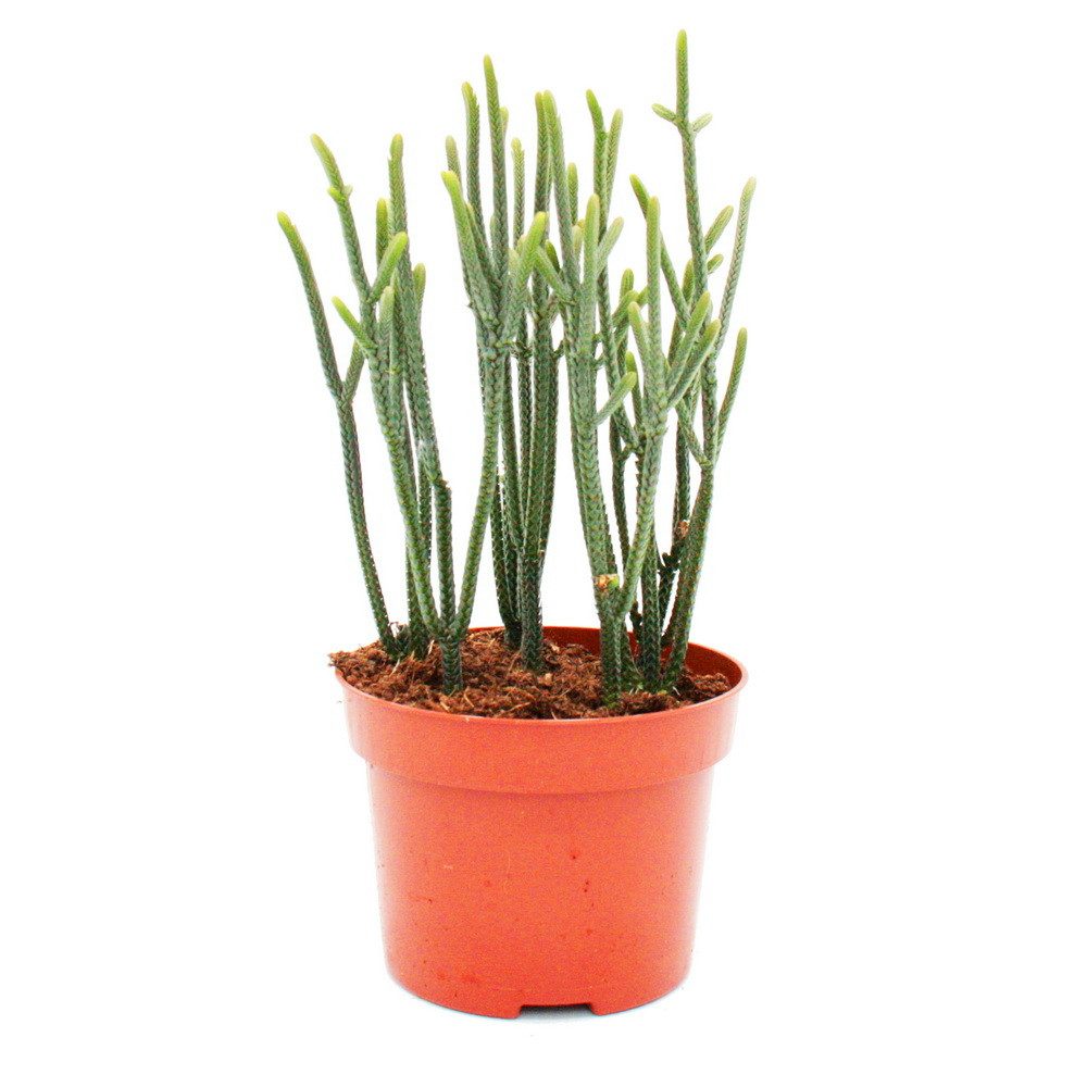 Exotenherz Kaktus Sukkulente - Crassula muscosa - Harmony in Green - 10cm Topf