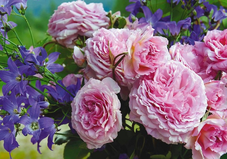 Rosen Online Rosen Online