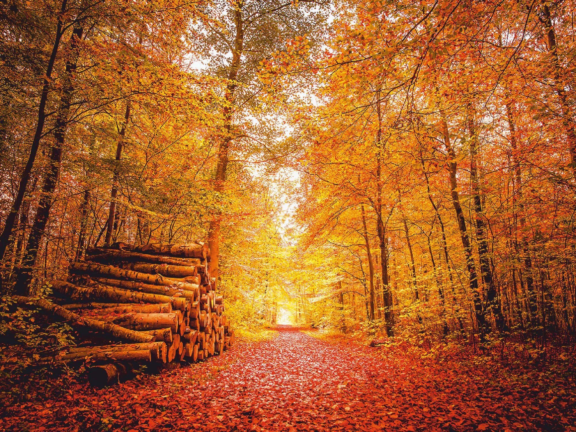 Home affaire Leinwandbild »Herbstlandschaft in warmen Farben«, 80/60 cm