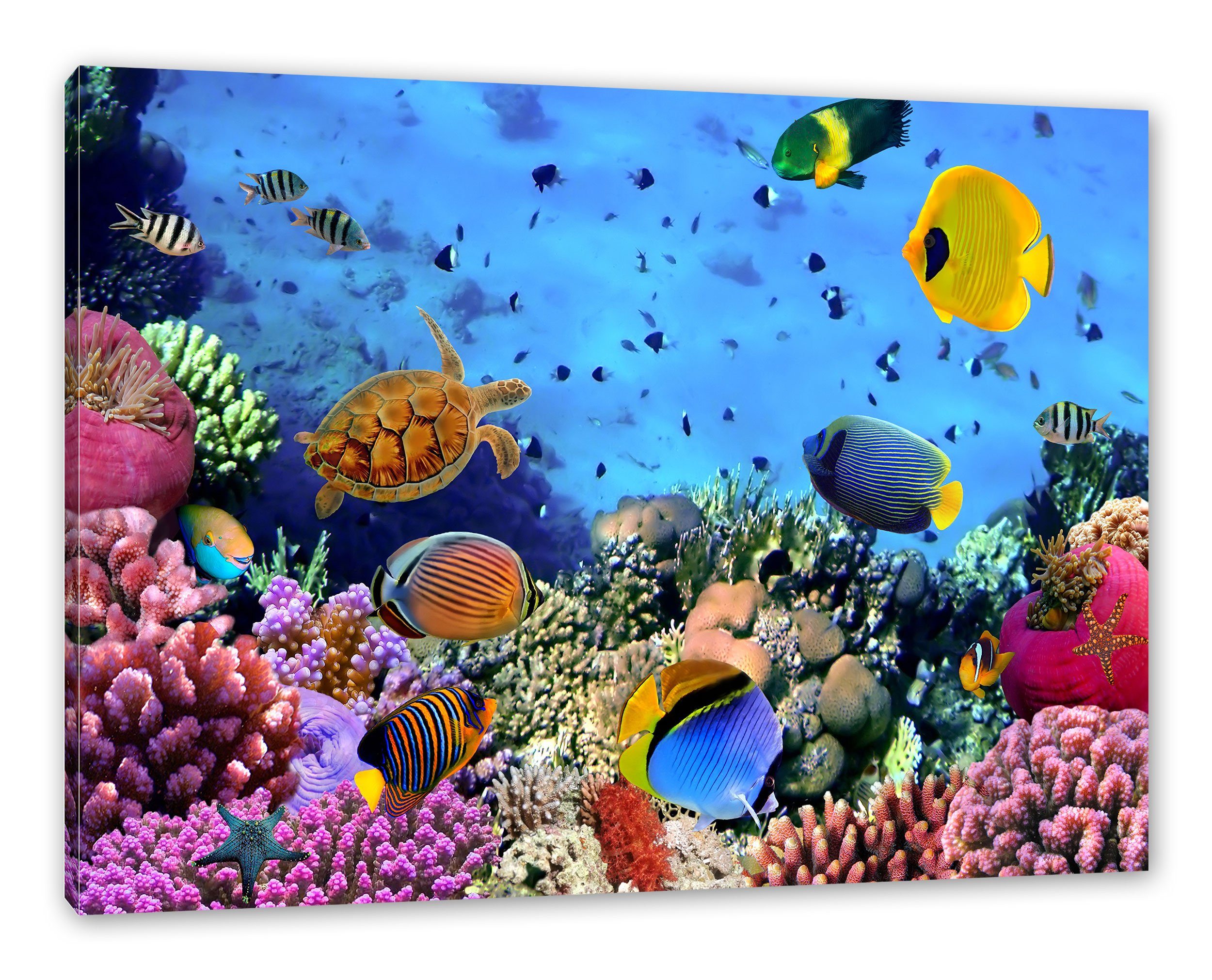 Zackenaufhänger Fische bespannt, St), Korallenriff über Fische inkl. fertig Leinwandbild Pixxprint (1 Korallenriff, über Leinwandbild