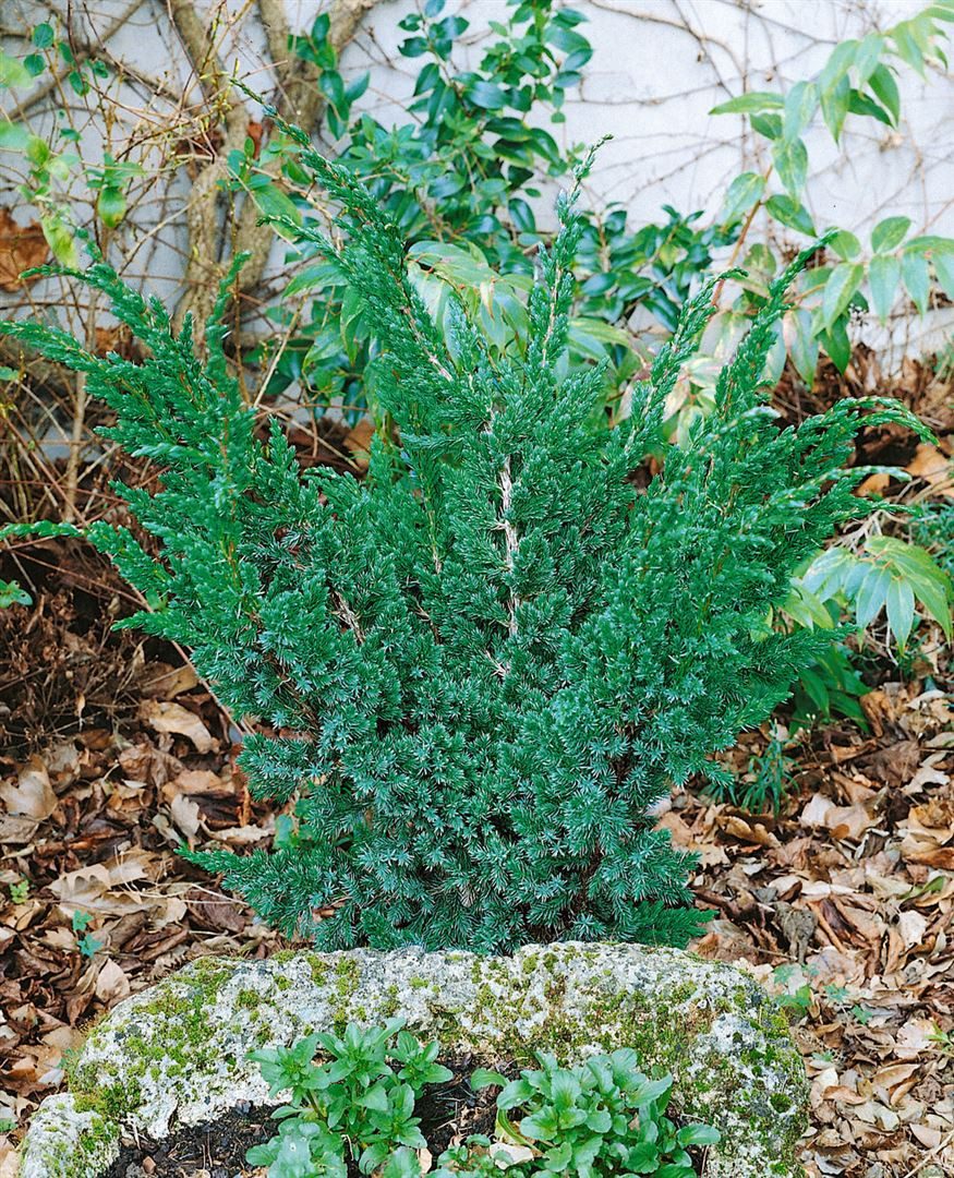 Pflanzen für Dich Konifere Juniperus squamata Meyeri, 1 St., Meyeri-Wacholder, Blauer Zwergwacholder, blaugrün, ausladend