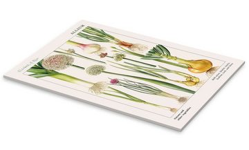 Posterlounge Acrylglasbild Elizabeth Rice, Zwiebeln und andere Lauchgemüse (englisch), Küche Modern Malerei