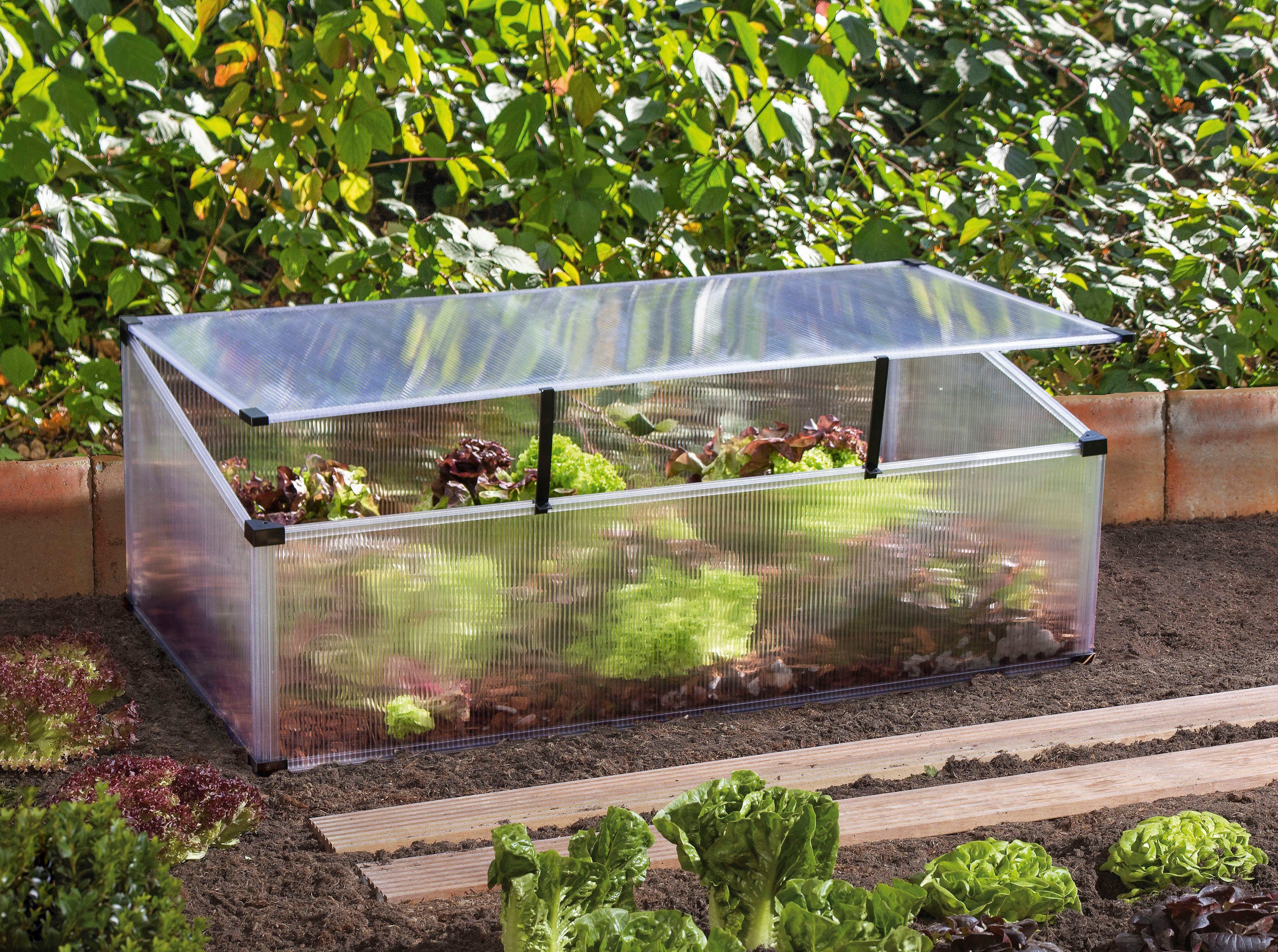 Vitavia Frühbeet Feronia, BxTxH: 56x104x36 cm