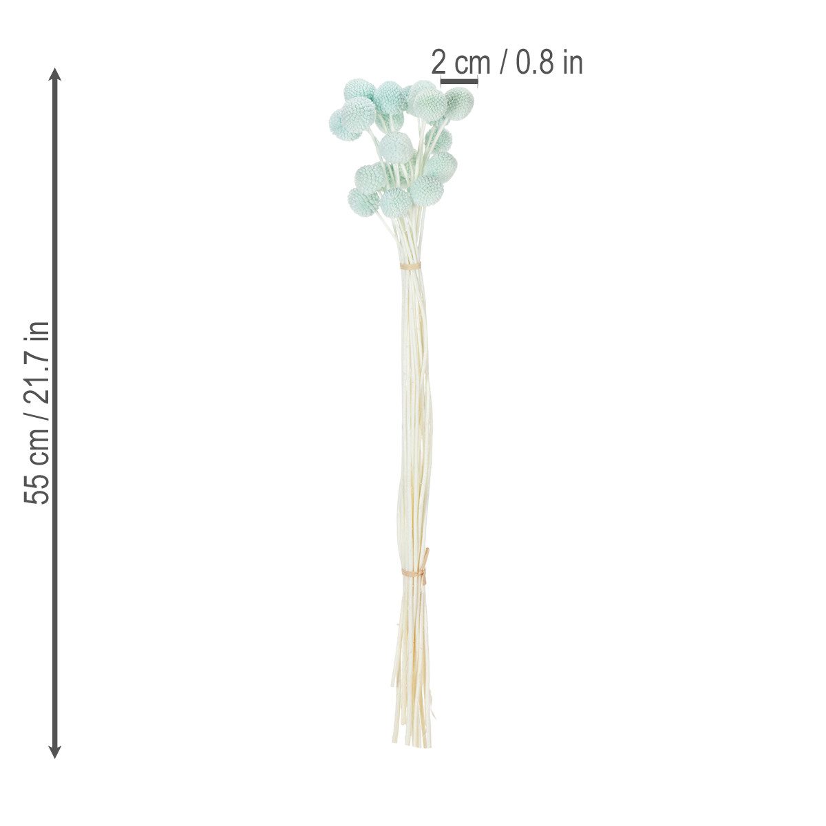 Trockenblume Trockenblumen Craspedia dekorativ für Wohnzimmer, 20 Stück, Florists Products, Höhe 8 cm
