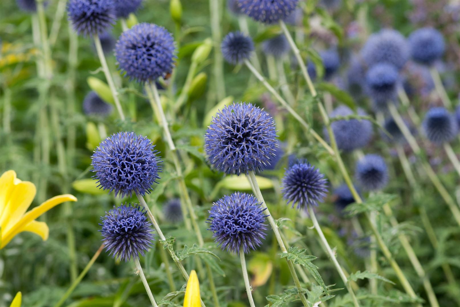 Pflanzen für Dich Staude Echinops ban. Blue Globe, 1 St., Kugeldistel, Blaue Kugeldistel