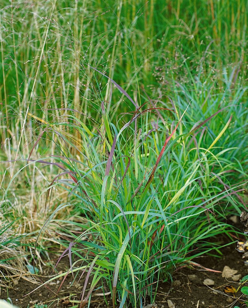Pflanzen für Dich Gräser Panicum virg. Shenandoah, 1 St., Rutenhirse, Präriehirse, rotspitzig, herbstfärbung