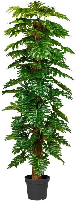 Künstliche Zimmerpflanze »Monsterapflanze« Grünpflanze, Creativ green, Höhe 190 cm-Otto