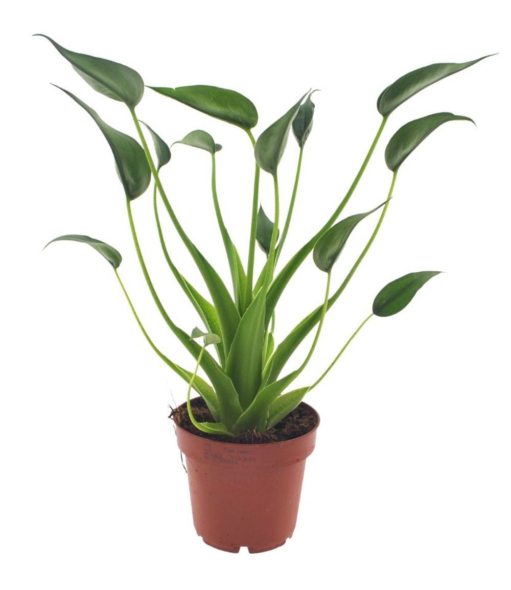BALDUR Garten Zimmerpflanze Alocasia 'Tiny Dancers', 1 St., Elefantenohr, pflegeleicht – Bild 2 von 2