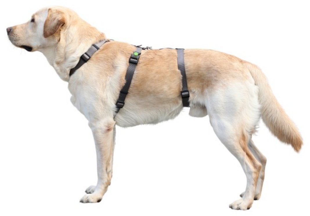 Kerbl Hunde-Sicherheitsgeschirr Panikgeschirr Miami 38 cm günstig online kaufen