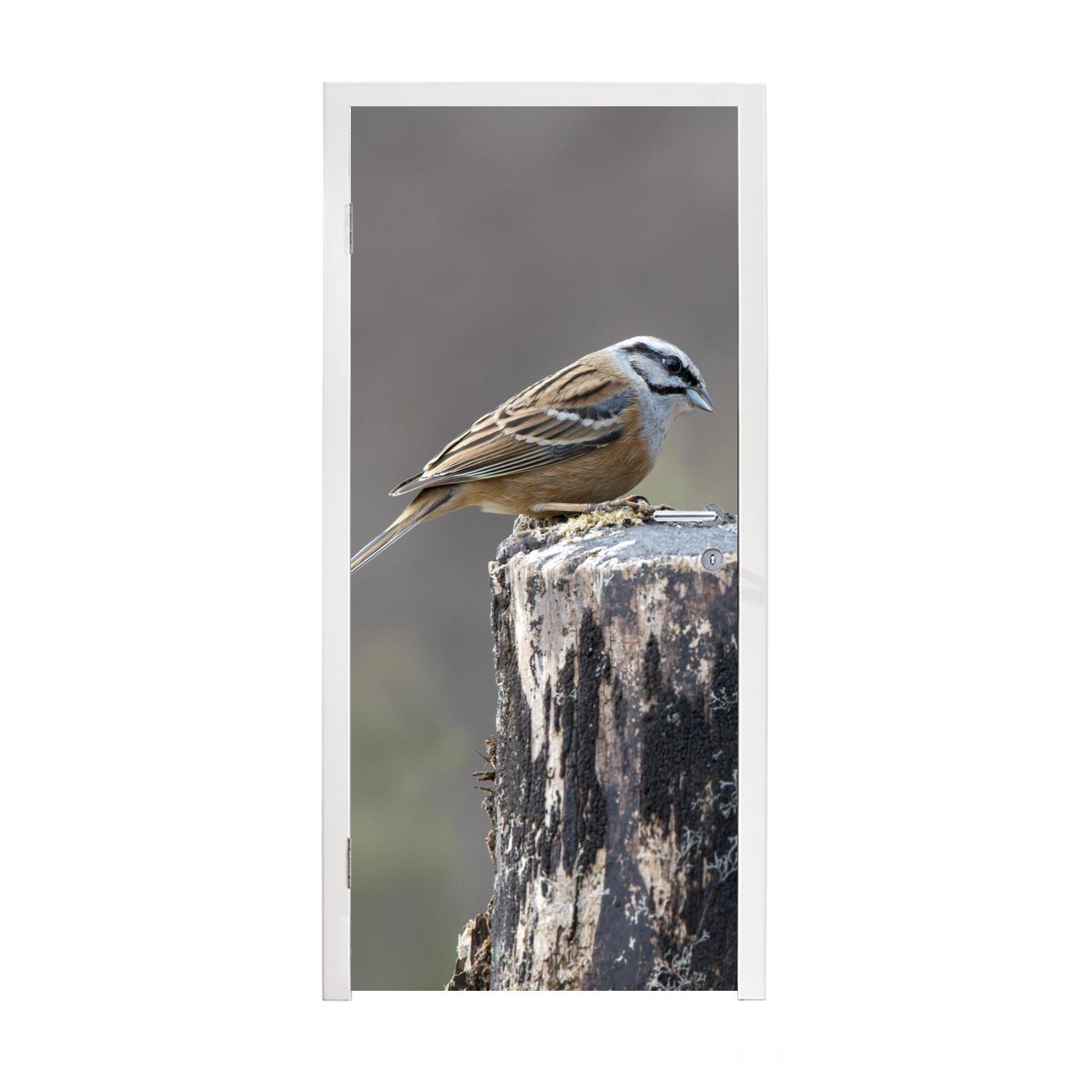 MuchoWow Türtapete Ein Paar des Vogels Grauammer auf einem Holzstamm, Matt, bedruckt, (1 St), Fototapete für Tür, Türaufkleber, 75x205 cm