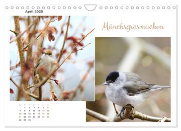 CALVENDO Wandkalender Vogel-Pärchen (Wandkalender 2025 DIN A4 quer), CALVENDO Monatskalender