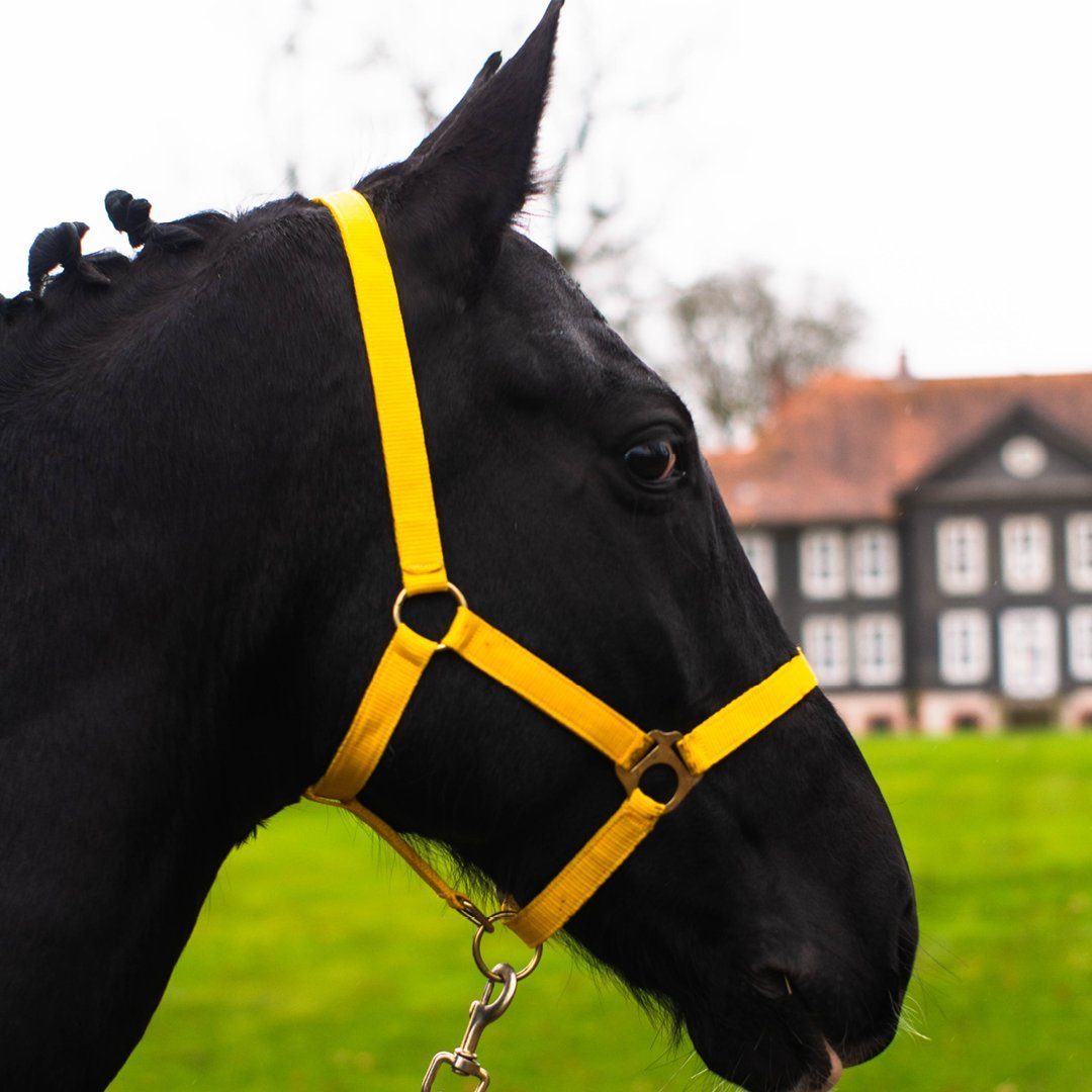Pferdelinis Halfter Halfter Pferde zweifach für an 2-Fach gelb Kinnriemen Genickstück, verstellbar und verstellbar