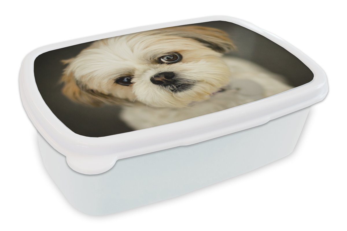 MuchoWow Lunchbox Shih Tzu Hund schaut schräg in die Kamera, Kunststoff, (2-tlg), Brotbox für Kinder und Erwachsene, Brotdose, für Jungs und Mädchen weiß