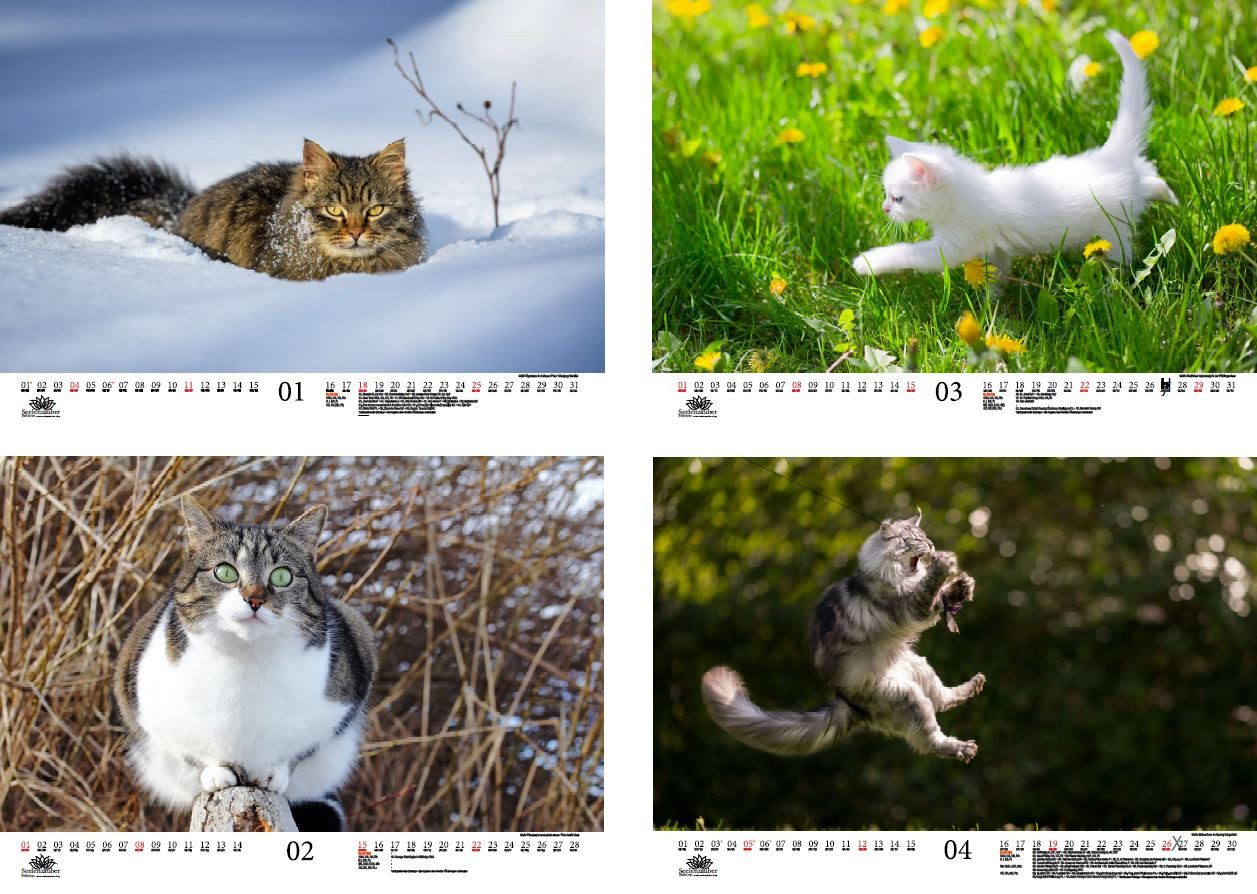 Thumbnail - Seelenzauber Wandkalender Katzenzauber DIN A3 Kalender für 2026 KatzenKatzenbabys - Seelenzauber