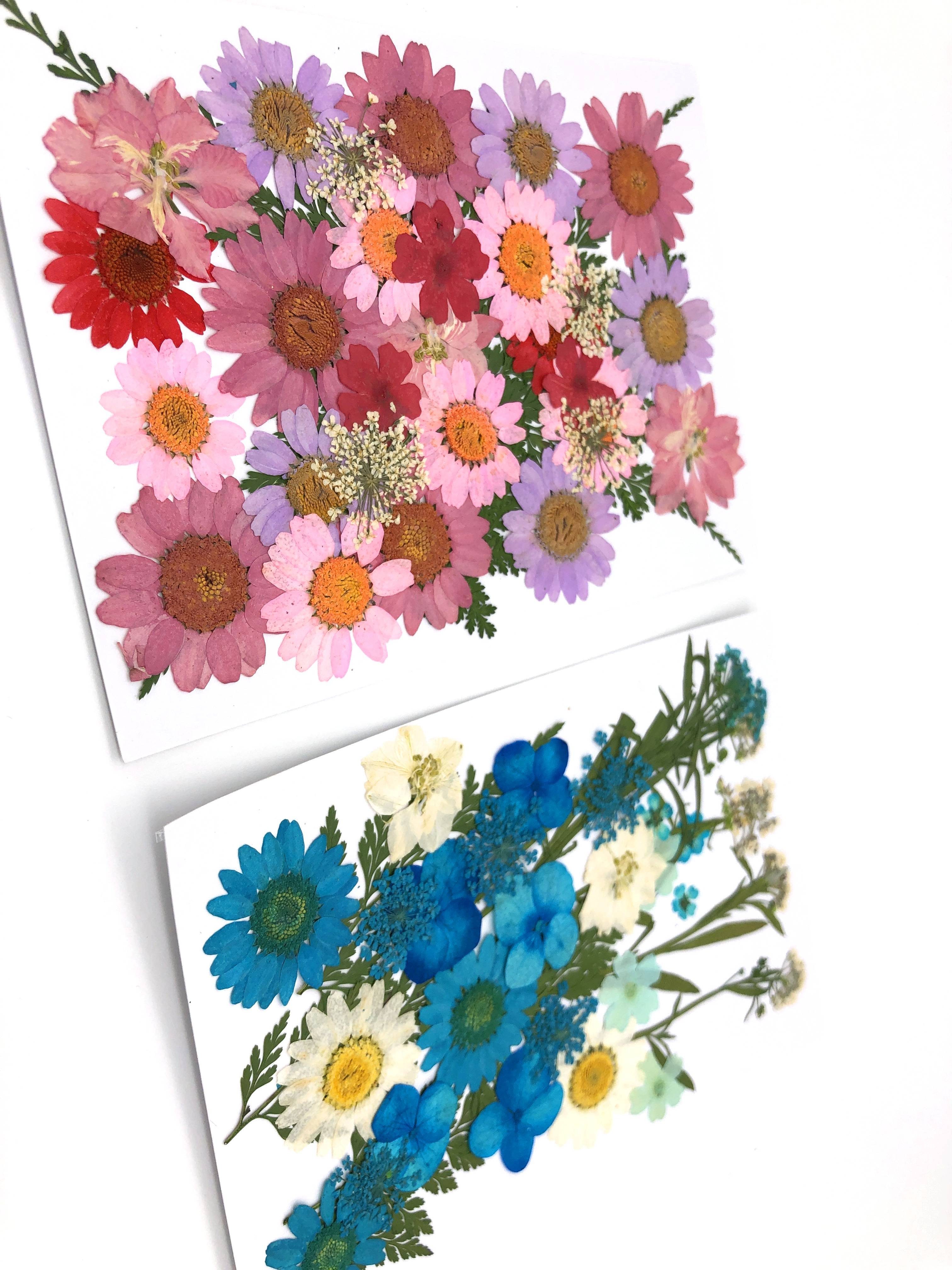 Trockenblume Gepresste Blumen und in - vielen Weiß, Farben Blüten Kunstharz.Art