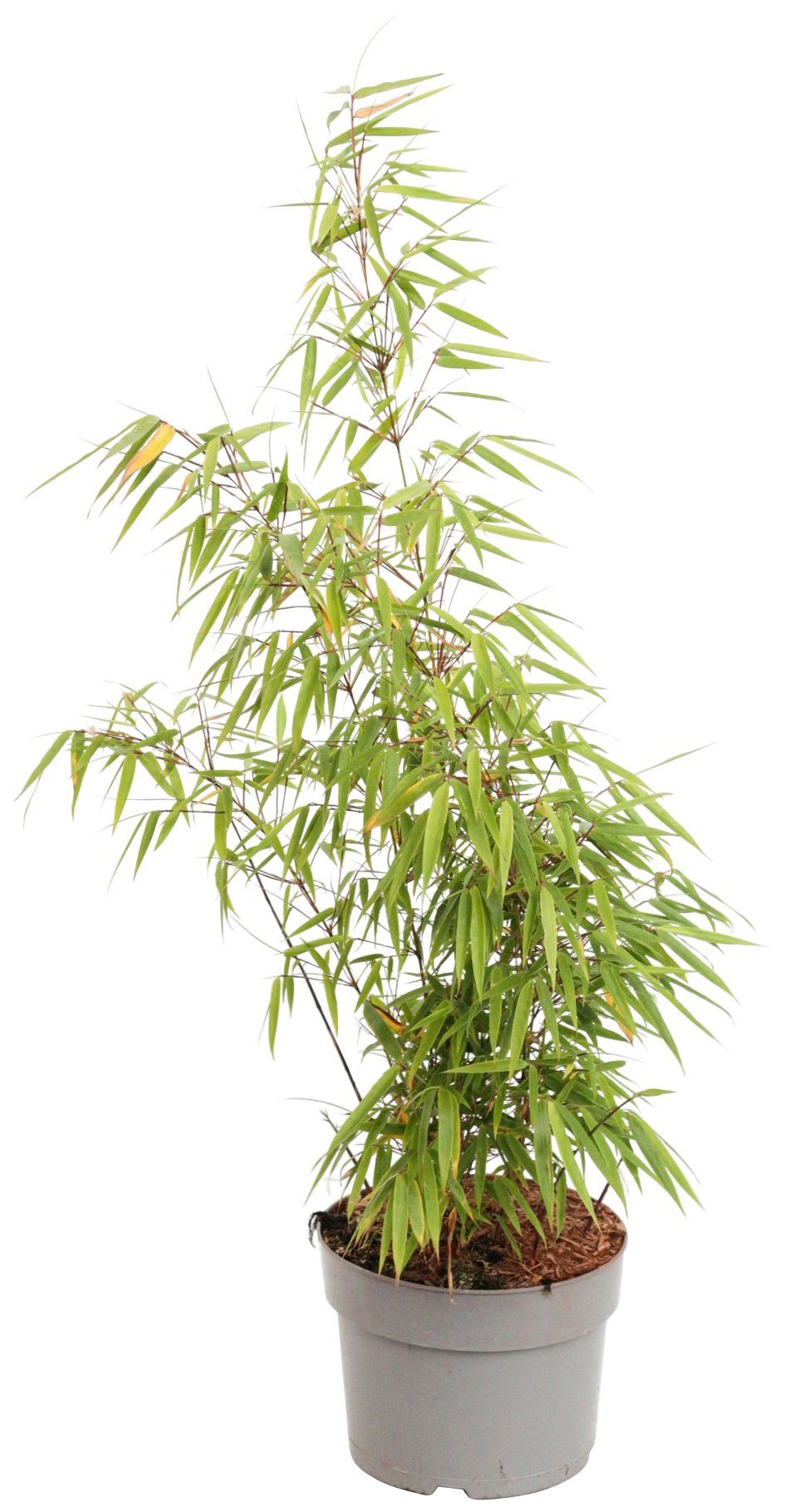 BCM Staude »Bambus rufa« Spar-Set, Lieferhöhe ca. 40 cm, 2 Pflanzen online  kaufen | OTTO