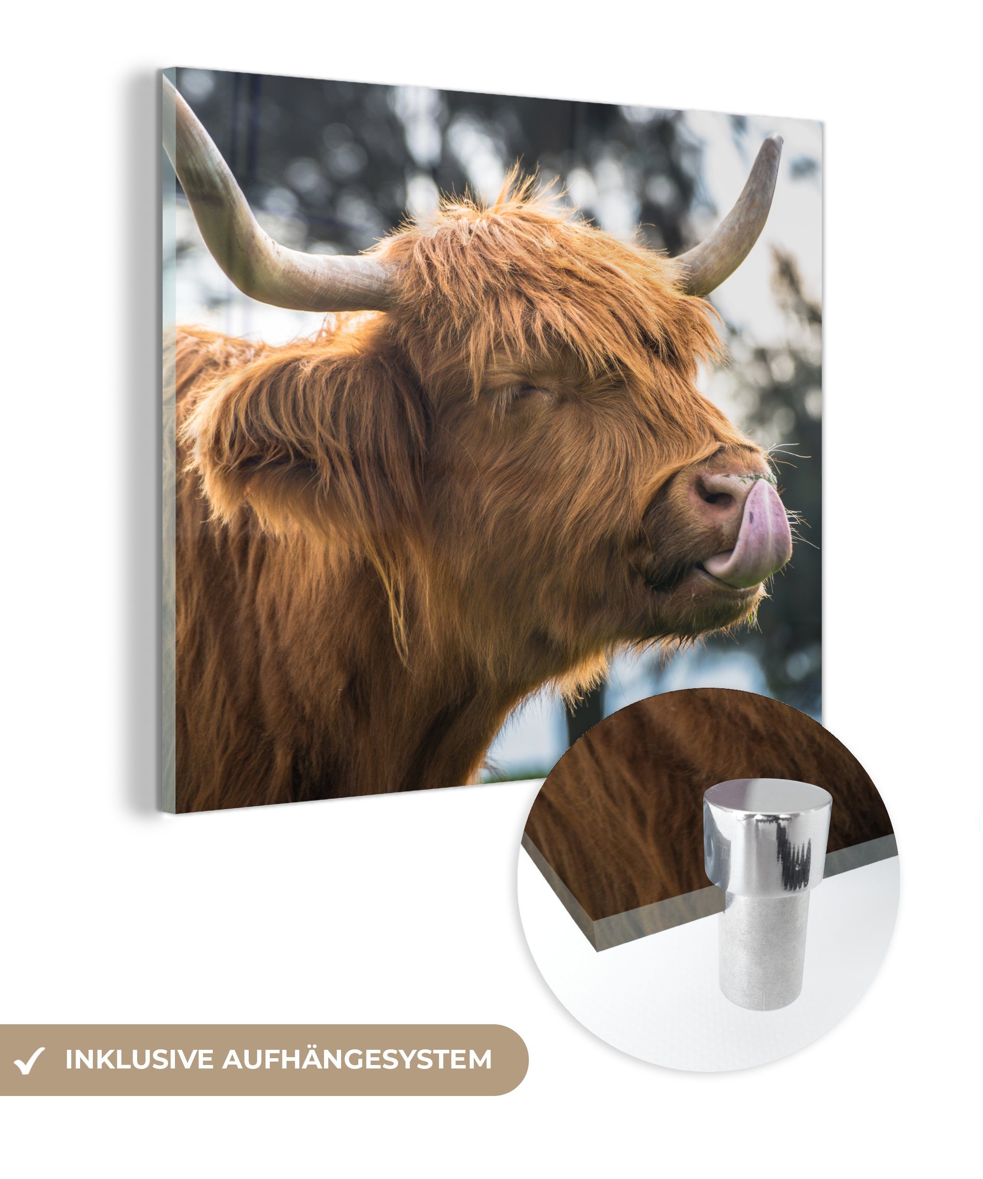 MuchoWow Acrylglasbild Schottischer Wanddekoration - - Glas - Hochländer auf Bilder Wandbild auf Foto - Tiere, - Glas bunt (1 St), Glasbilder - Kuh Frühling