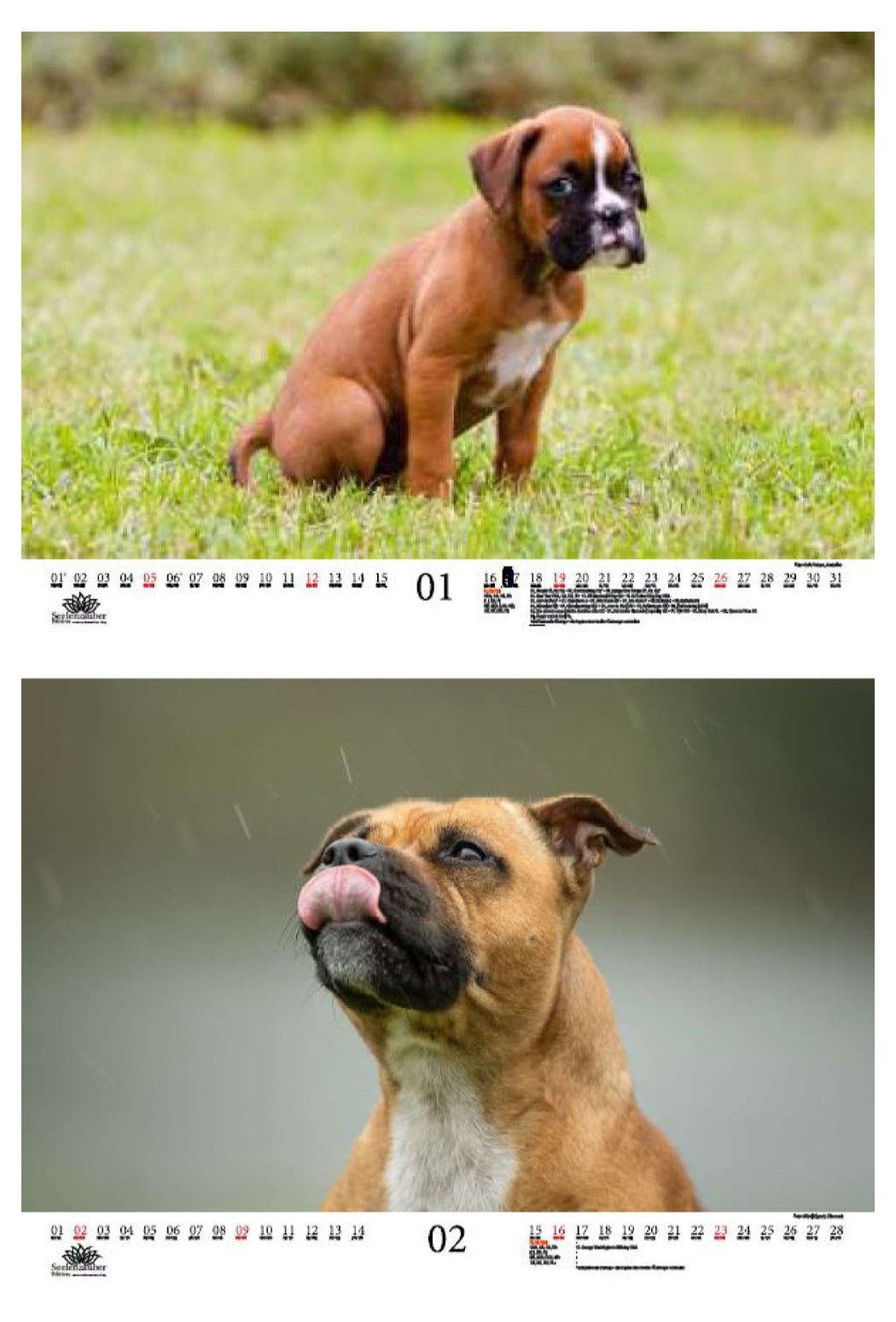 Thumbnail - Seelenzauber Wandkalender Hundezauber Boxer DIN A3 Kalender für 2025 Welpen und Hunde