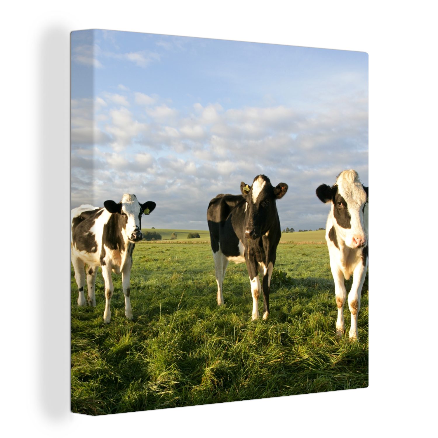 OneMillionCanvasses® Leinwandbild Kuh - Sonne -Tier, (1 St), Leinwand Bilder für Wohnzimmer Schlafzimmer bunt