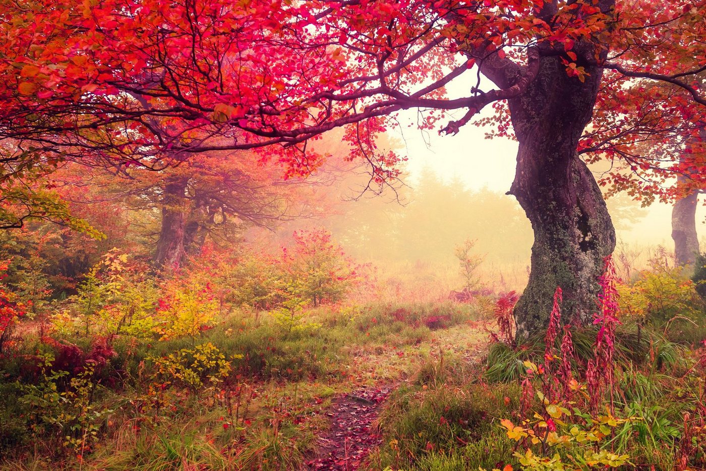 Papermoon Fototapete »Autumn Trees«, glatt-HomeTrends